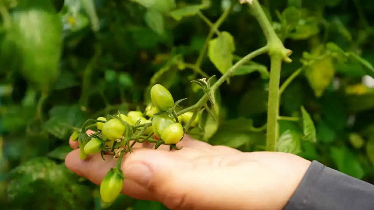 Akdeniz Üniversitesi’nde 'Maaşlı Terapi' Dönemi 8
